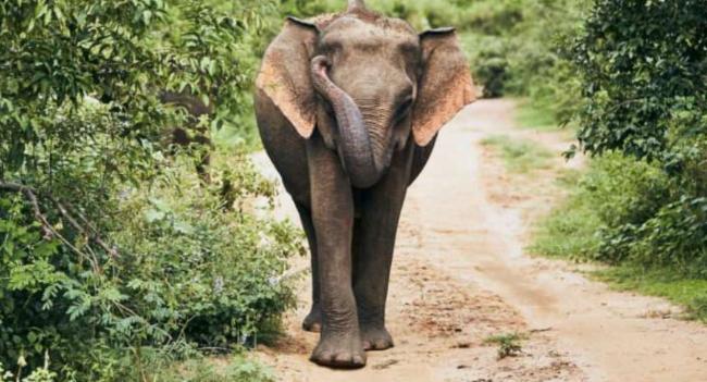 Sri Lanka records 400 elephant deaths in 2023